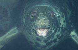 Grey seal, Porth Ysgadon, North Wales. F50, 60 mm lens. by Derek Haslam 